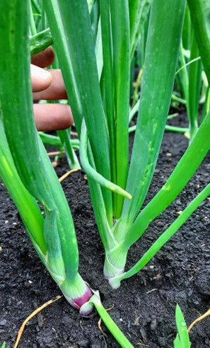 Red Wing onions.